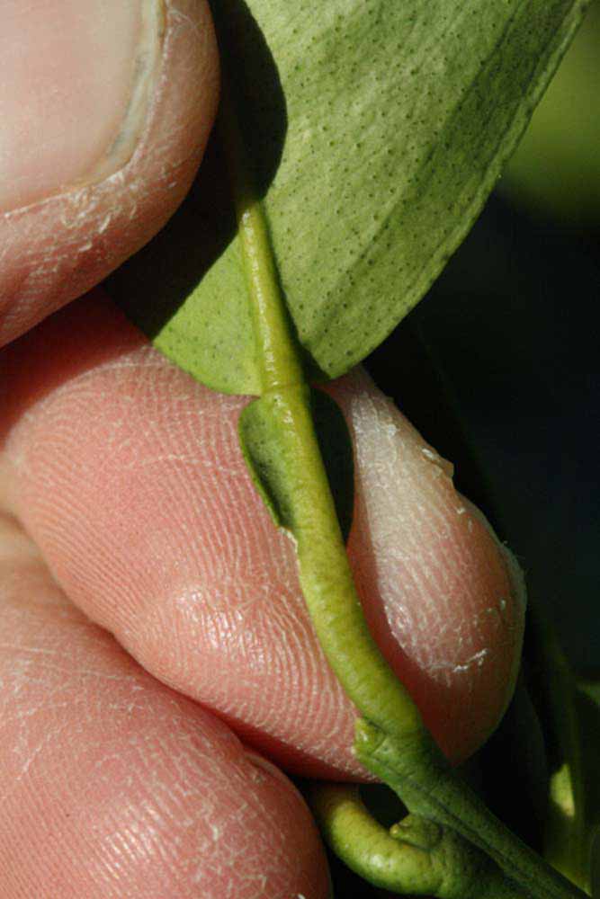            Petiole (Valencia Late, Riverside, CA)   